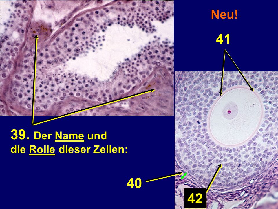 Neu! Der Name und die Rolle dieser Zellen: 40 42