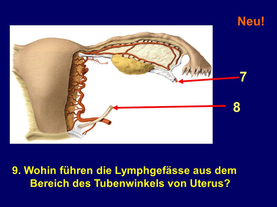 7 8 Neu! 9. Wohin führen die Lymphgefässe aus dem