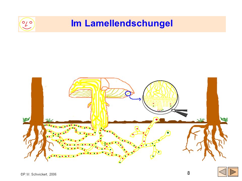 Im Lamellendschungel ©P.W. Schwickert, 2006