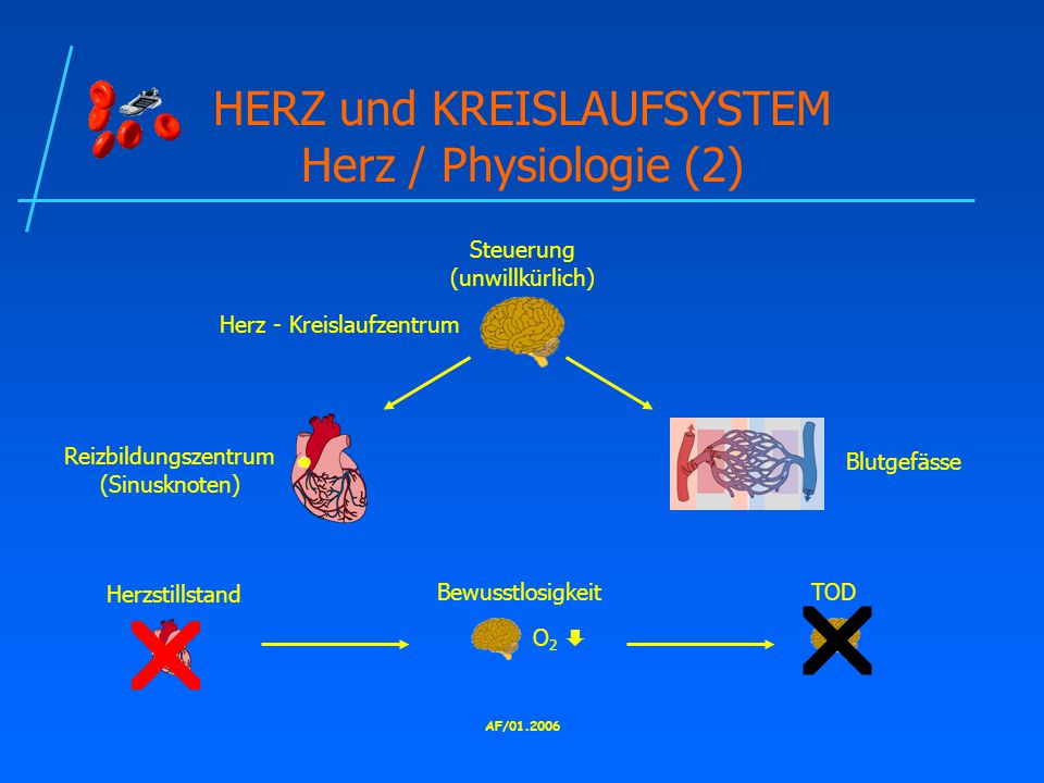 HERZ und KREISLAUFSYSTEM Herz / Physiologie (2)