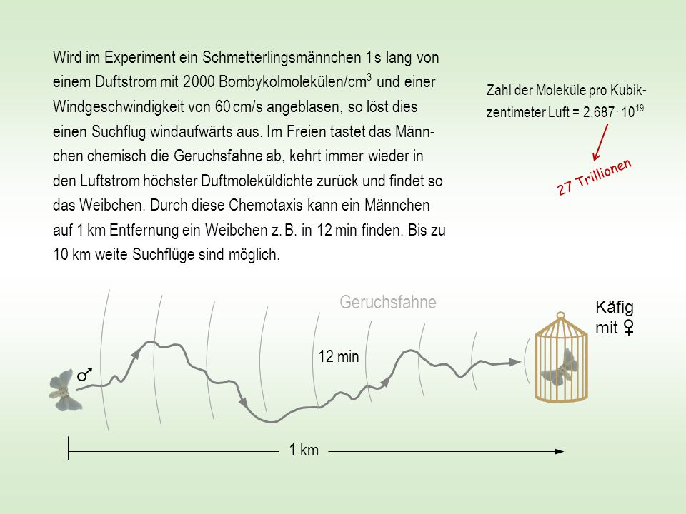 Wird im Experiment ein Schmetterlingsmännchen 1 s lang von einem Duftstrom mit Bombykolmolekülen/cm3 und einer Windgeschwindigkeit von 60 cm/s angeblasen, so löst dies einen Suchflug windaufwärts aus. Im Freien tastet das Männ-chen chemisch die Geruchsfahne ab, kehrt immer wieder in den Luftstrom höchster Duftmoleküldichte zurück und findet so das Weibchen. Durch diese Chemotaxis kann ein Männchen auf 1 km Entfernung ein Weibchen z. B. in 12 min finden. Bis zu 10 km weite Suchflüge sind möglich.