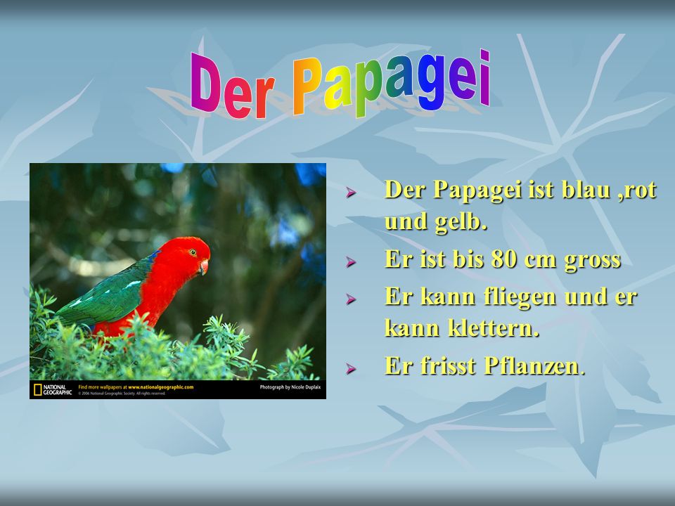 Der Papagei Der Papagei ist blau ,rot und gelb. Er ist bis 80 cm gross