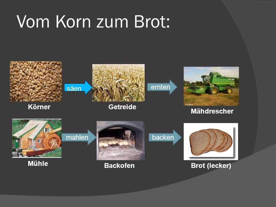 Vom Korn zum Brot: Brot 6 säen ernten säen Körner Getreide Mähdrescher