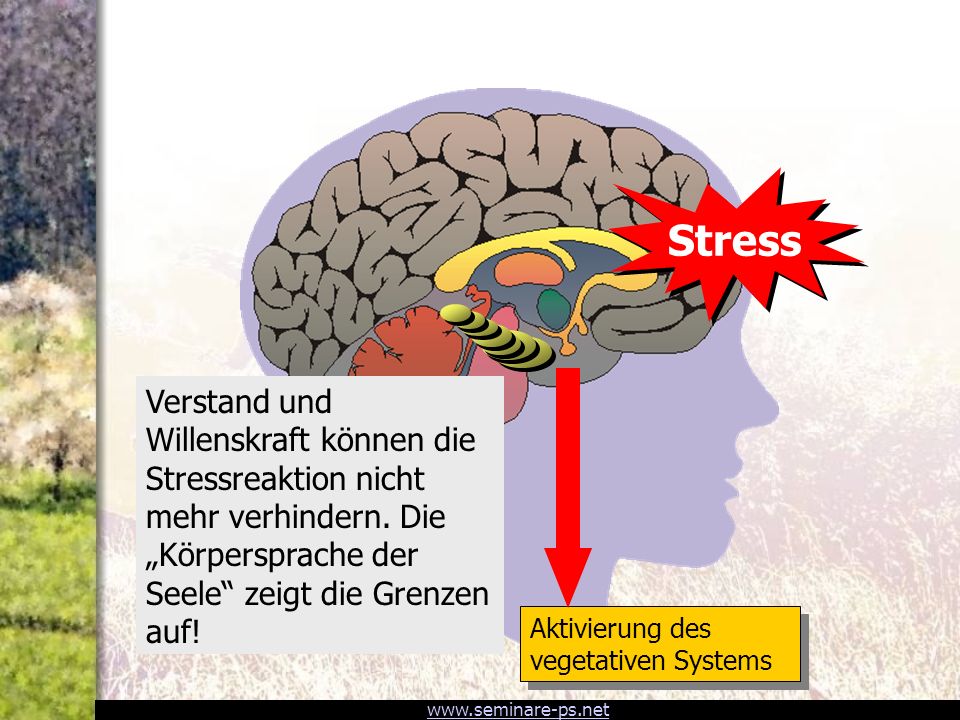 Stress Aktivierung des vegetativen Systems.