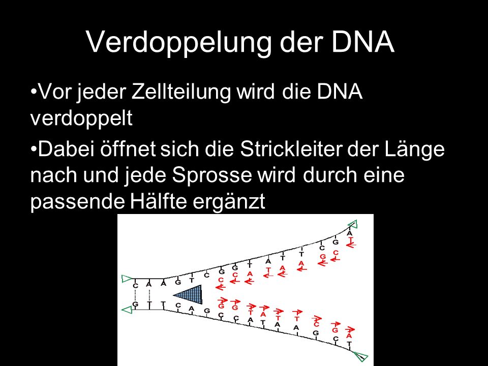 Verdoppelung der DNA Vor jeder Zellteilung wird die DNA verdoppelt