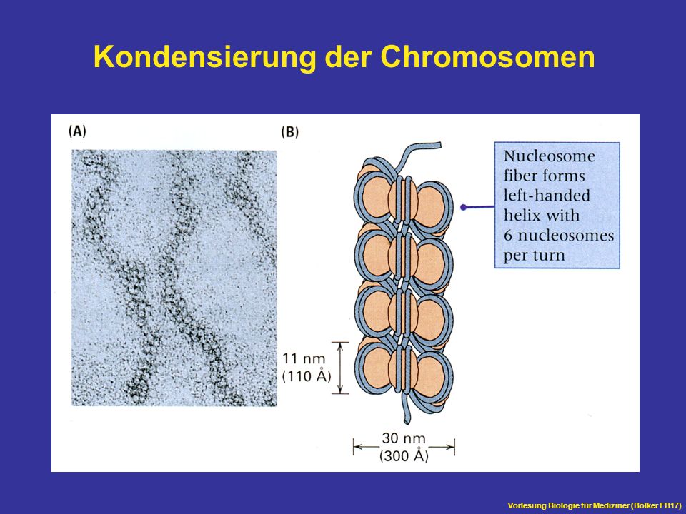 Kondensierung der Chromosomen