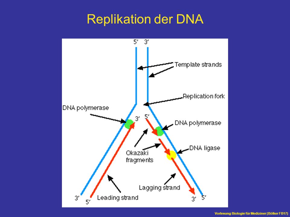 Replikation der DNA Vorlesung Biologie für Mediziner (Bölker FB17)