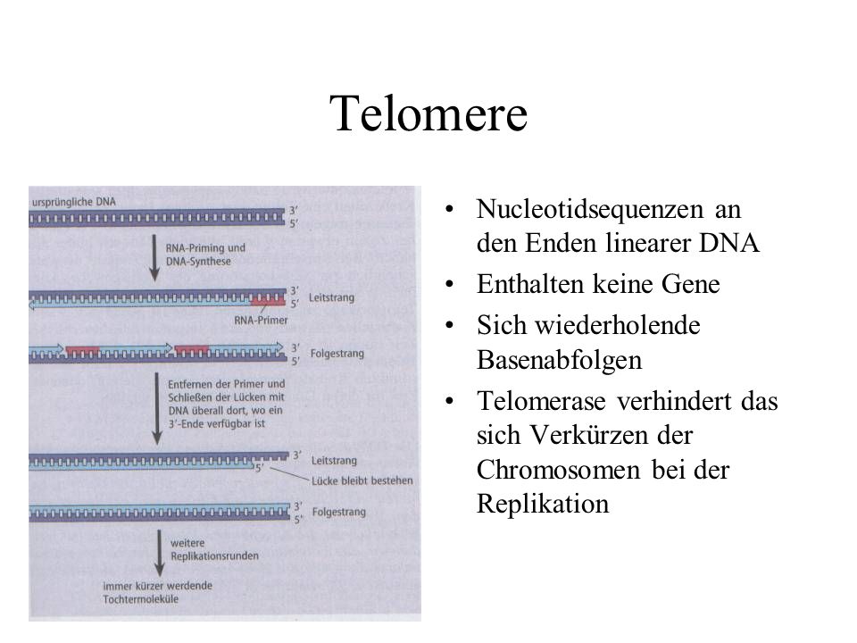 Telomere Nucleotidsequenzen an den Enden linearer DNA