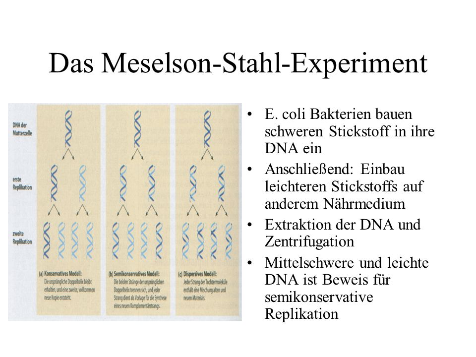 Das Meselson-Stahl-Experiment