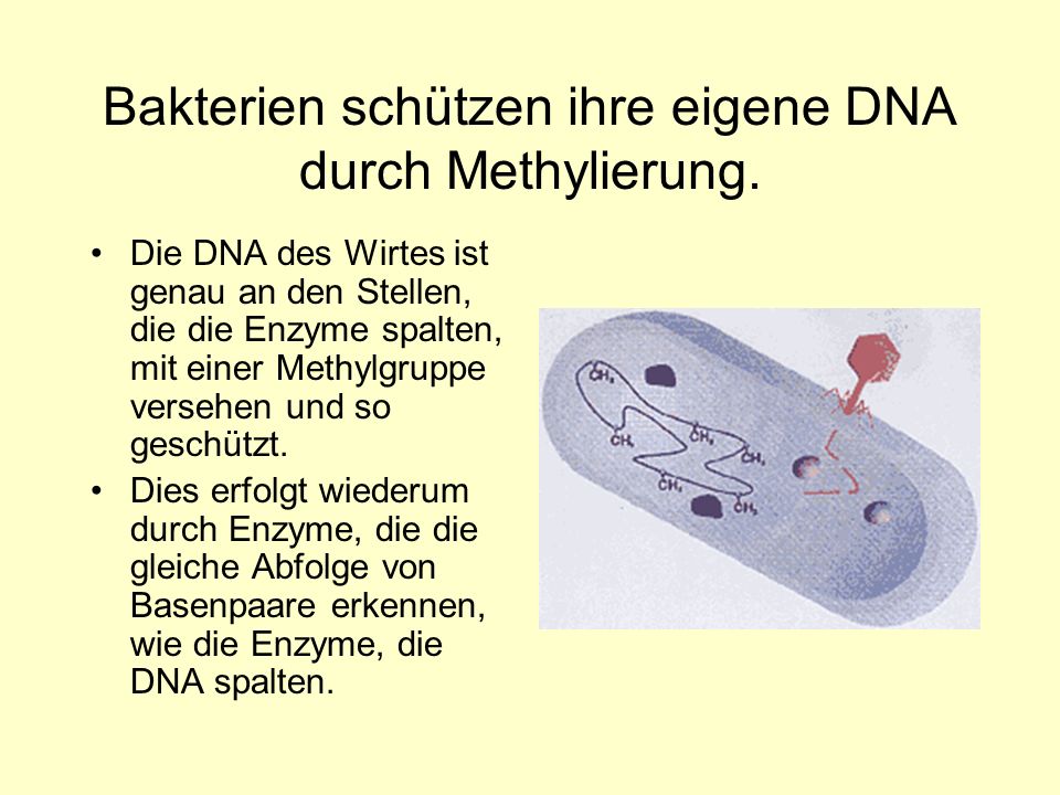 Bakterien schützen ihre eigene DNA durch Methylierung.