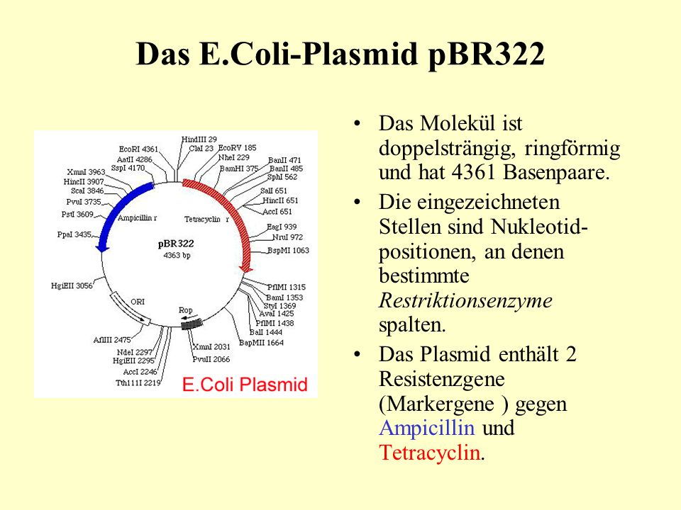 Das E.Coli-Plasmid pBR322 Das Molekül ist doppelsträngig, ringförmig und hat 4361 Basenpaare.