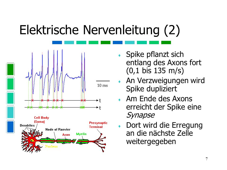 Elektrische Nervenleitung (2)