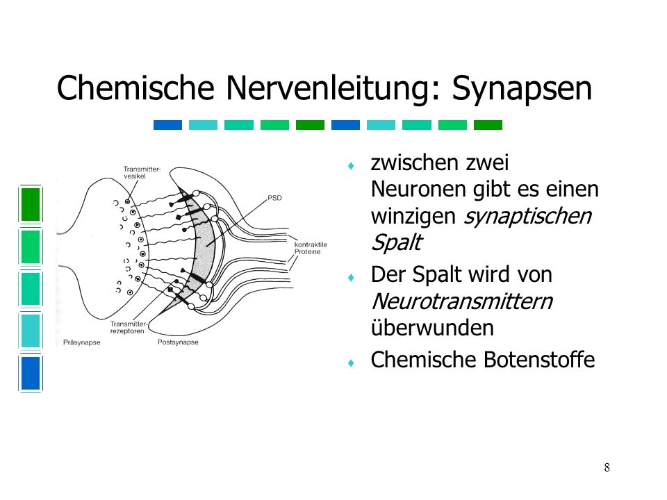 Chemische Nervenleitung: Synapsen