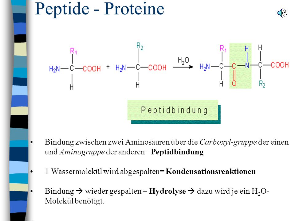 Peptide - Proteine Bindung zwischen zwei Aminosäuren über die Carboxyl-gruppe der einen und Aminogruppe der anderen =Peptidbindung.