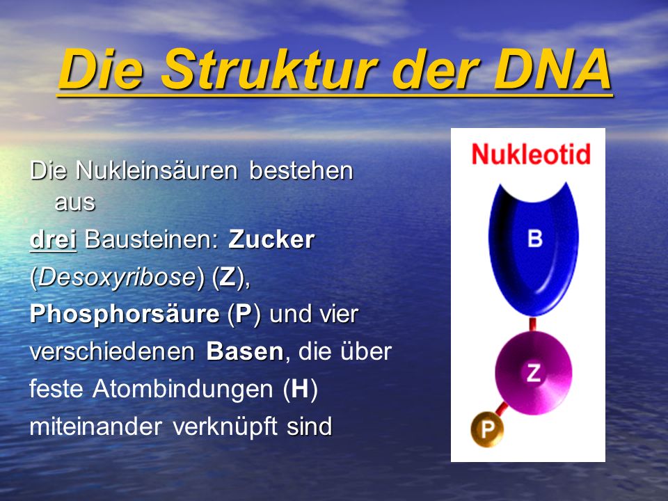 Die Struktur der DNA Die Nukleinsäuren bestehen aus
