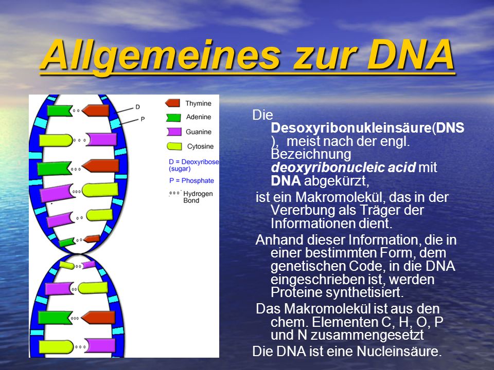 Allgemeines zur DNA Die Desoxyribonukleinsäure(DNS), meist nach der engl. Bezeichnung deoxyribonucleic acid mit DNA abgekürzt,