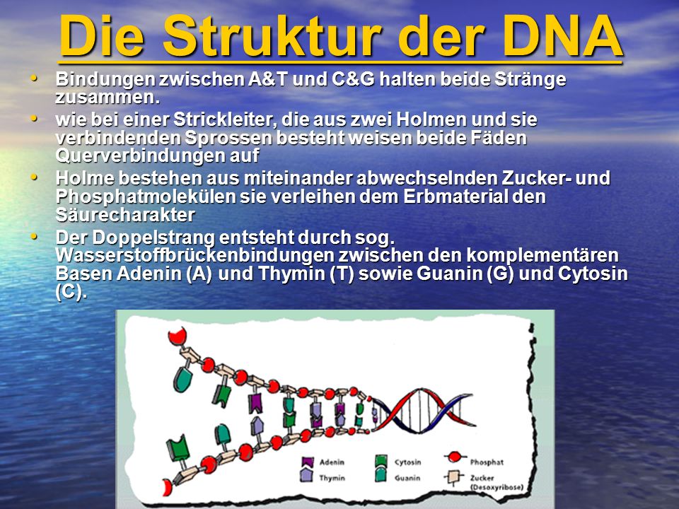 Die Struktur der DNA Bindungen zwischen A&T und C&G halten beide Stränge zusammen.