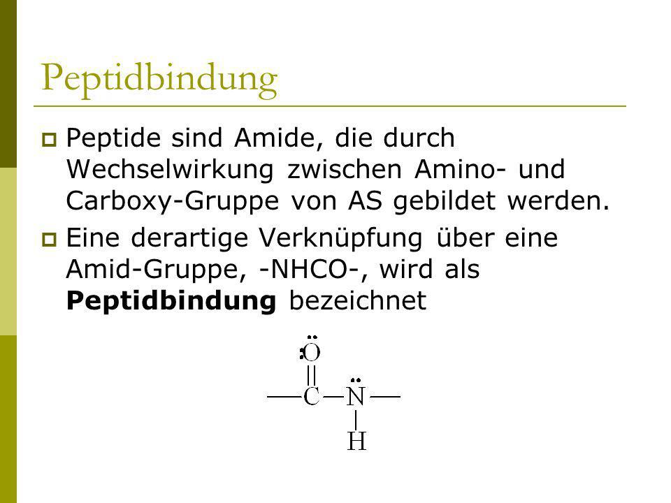 Peptidbindung Peptide sind Amide, die durch Wechselwirkung zwischen Amino- und Carboxy-Gruppe von AS gebildet werden.