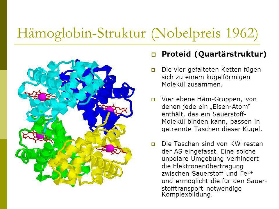 Hämoglobin-Struktur (Nobelpreis 1962)