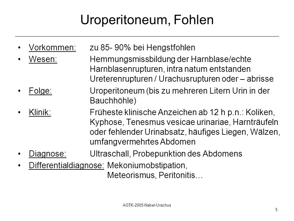 Uroperitoneum, Fohlen Vorkommen: zu % bei Hengstfohlen