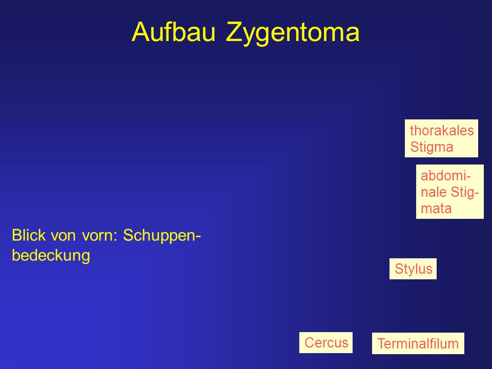 Aufbau Zygentoma Blick von vorn: Schuppen- bedeckung thorakales Stigma