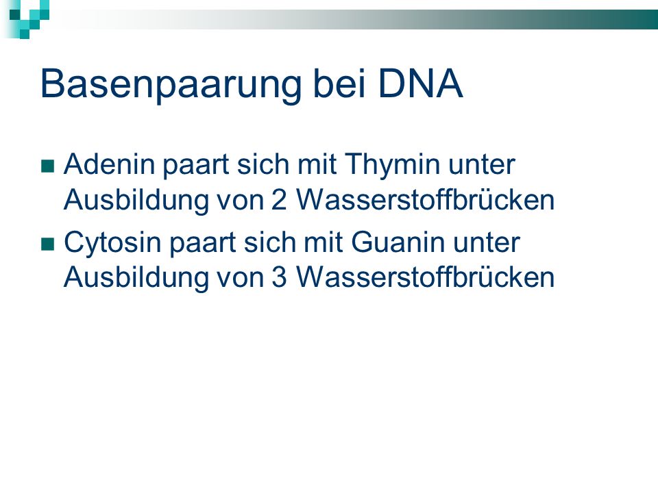 Basenpaarung bei DNA Adenin paart sich mit Thymin unter Ausbildung von 2 Wasserstoffbrücken.