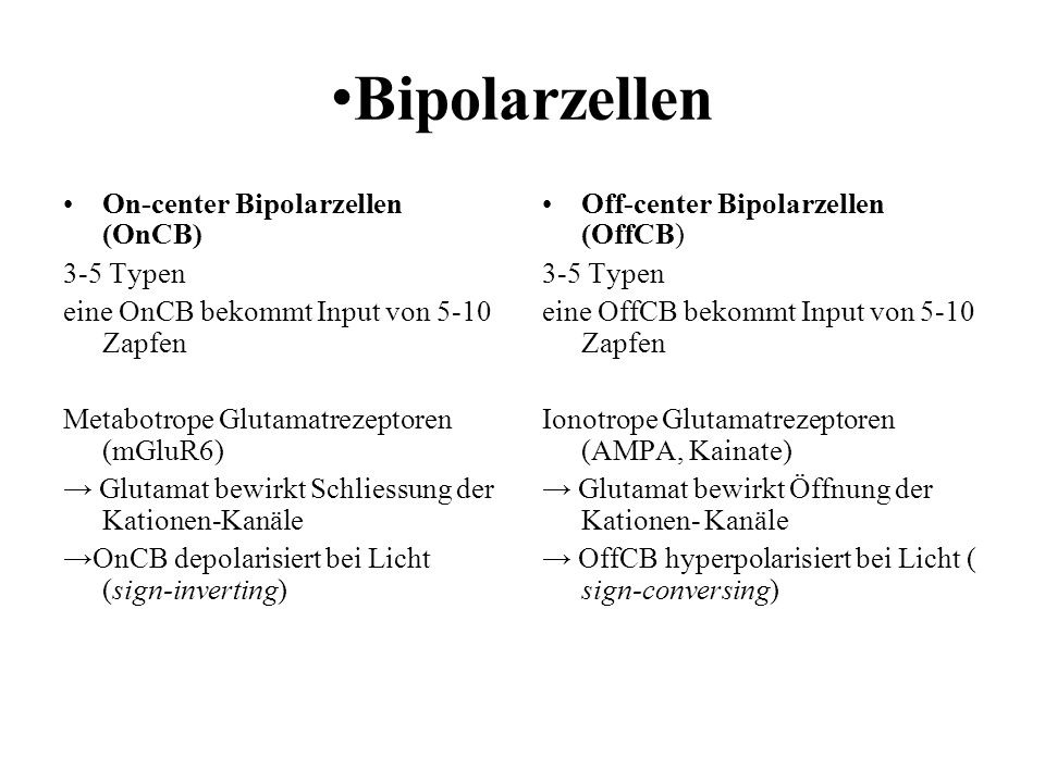 •Bipolarzellen On-center Bipolarzellen (OnCB) 3-5 Typen