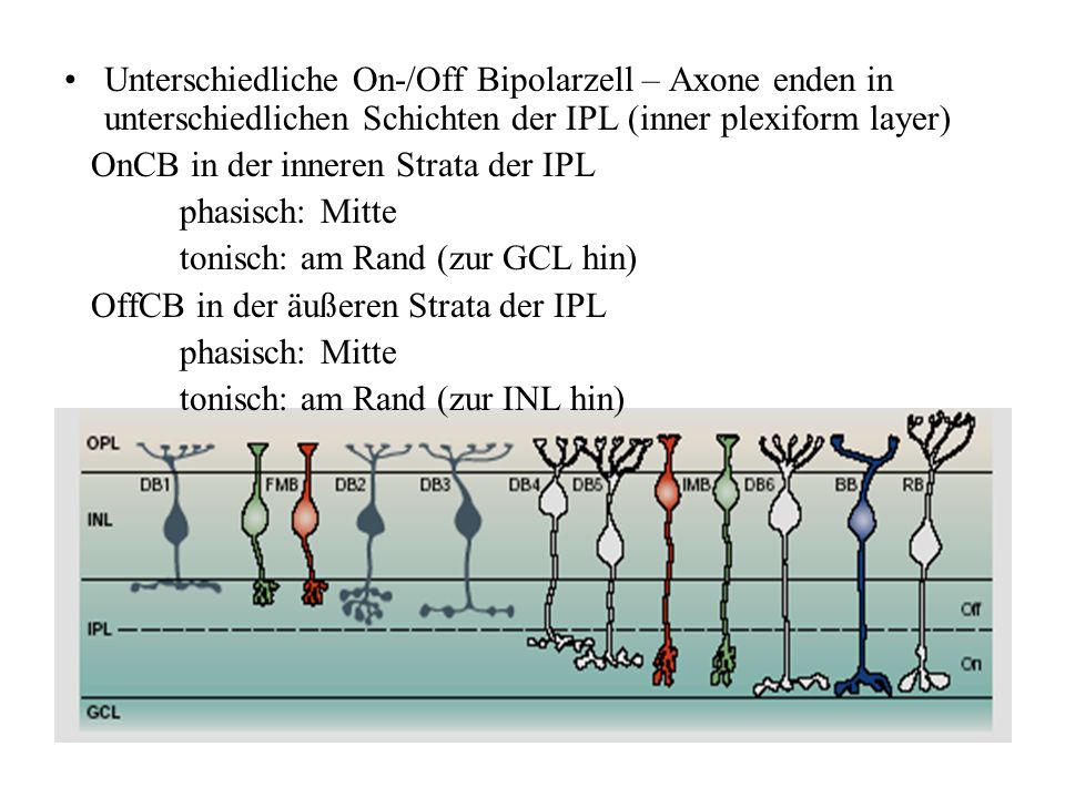 Unterschiedliche On-/Off Bipolarzell – Axone enden in unterschiedlichen Schichten der IPL (inner plexiform layer)