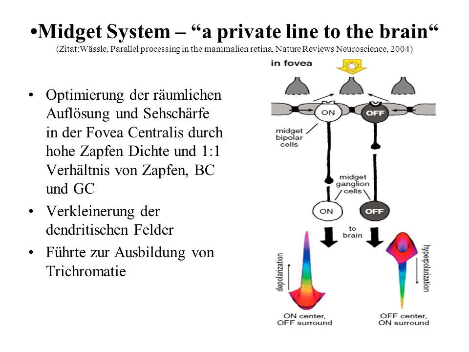 •Midget System – a private line to the brain (Zitat:Wässle, Parallel processing in the mammalien retina, Nature Reviews Neuroscience, 2004)
