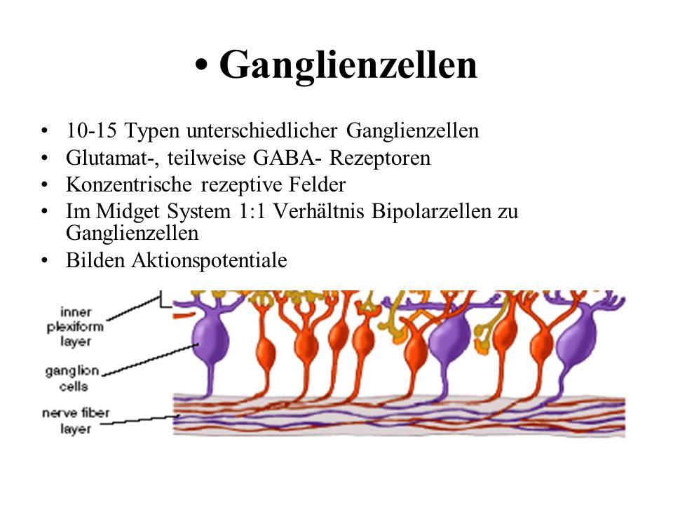 • Ganglienzellen Typen unterschiedlicher Ganglienzellen