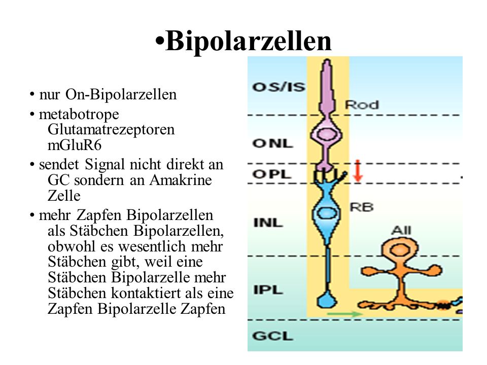 •Bipolarzellen • nur On-Bipolarzellen