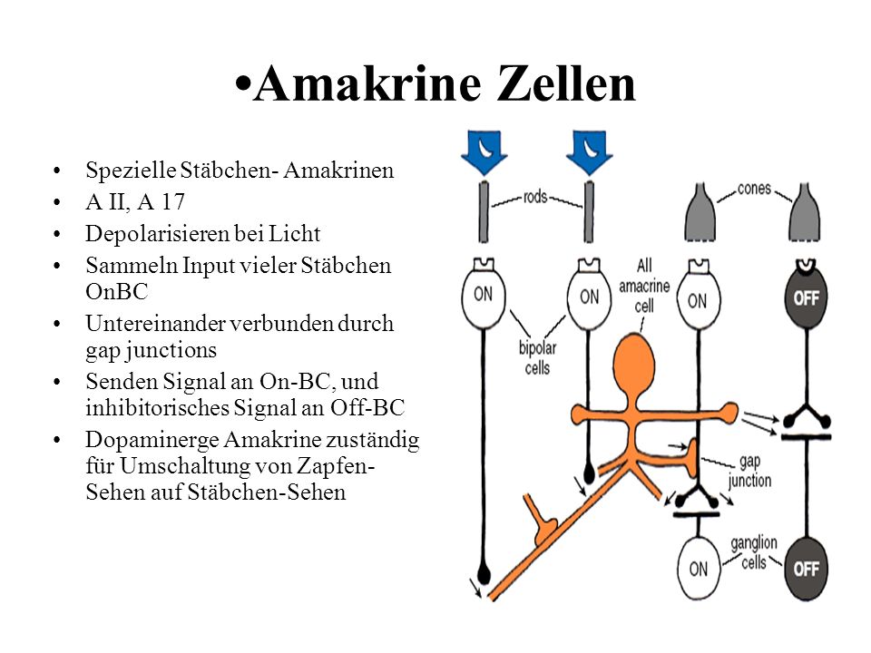 •Amakrine Zellen Spezielle Stäbchen- Amakrinen A II, A 17