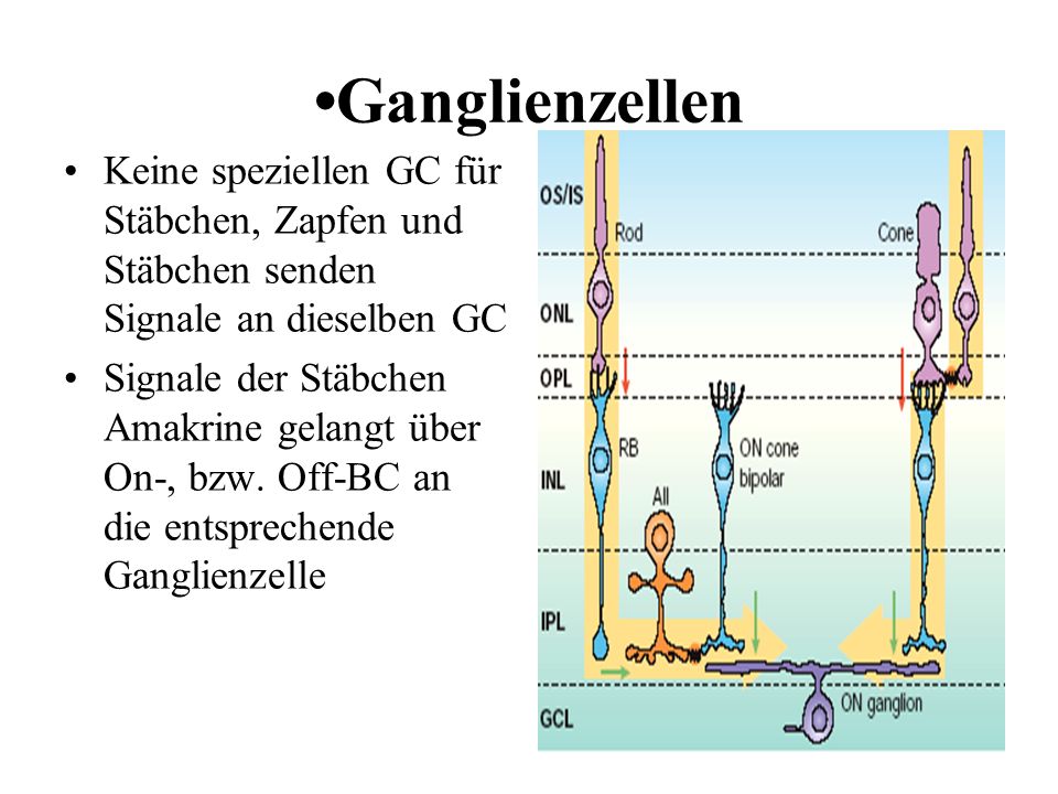 •Ganglienzellen Keine speziellen GC für Stäbchen, Zapfen und Stäbchen senden Signale an dieselben GC.