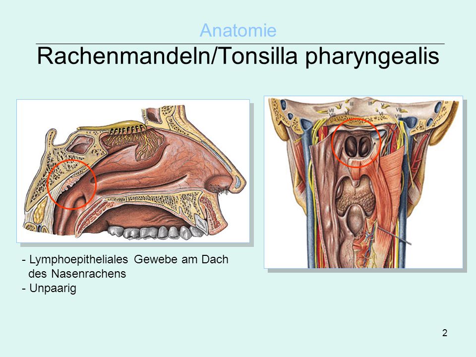 Anatomie Rachenmandeln/Tonsilla pharyngealis