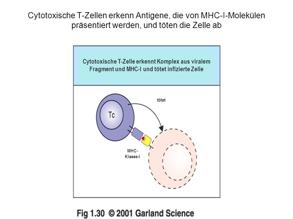 Cytotoxische T-Zellen erkenn Antigene, die von MHC-I-Molekülen präsentiert werden, und töten die Zelle ab
