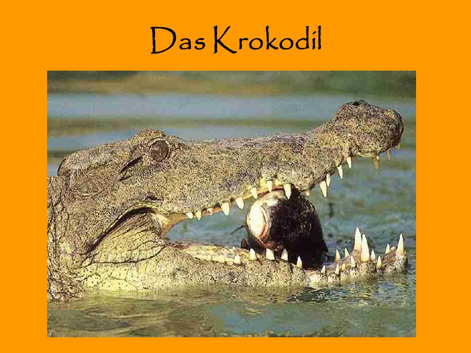 Das Krokodil