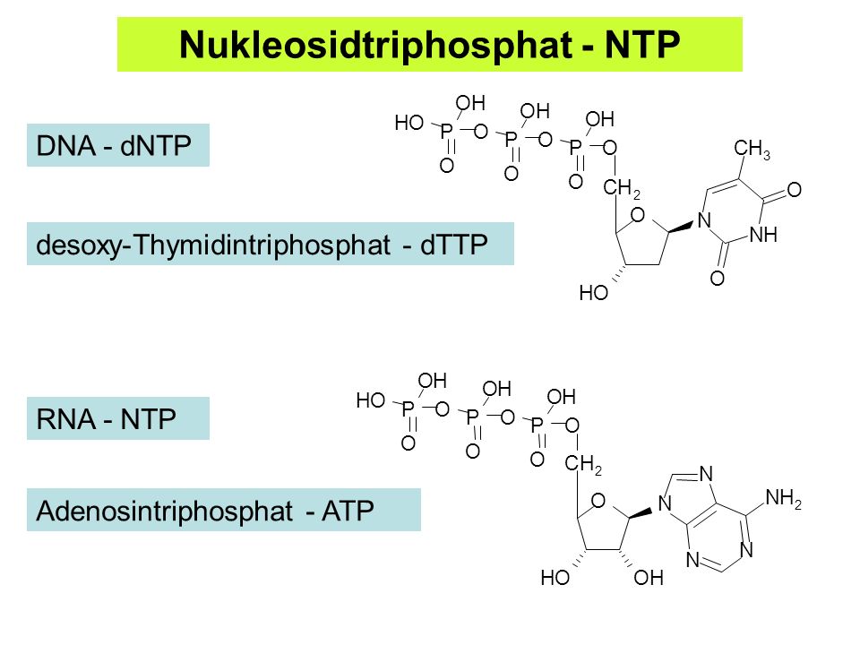 Nukleosidtriphosphat - NTP