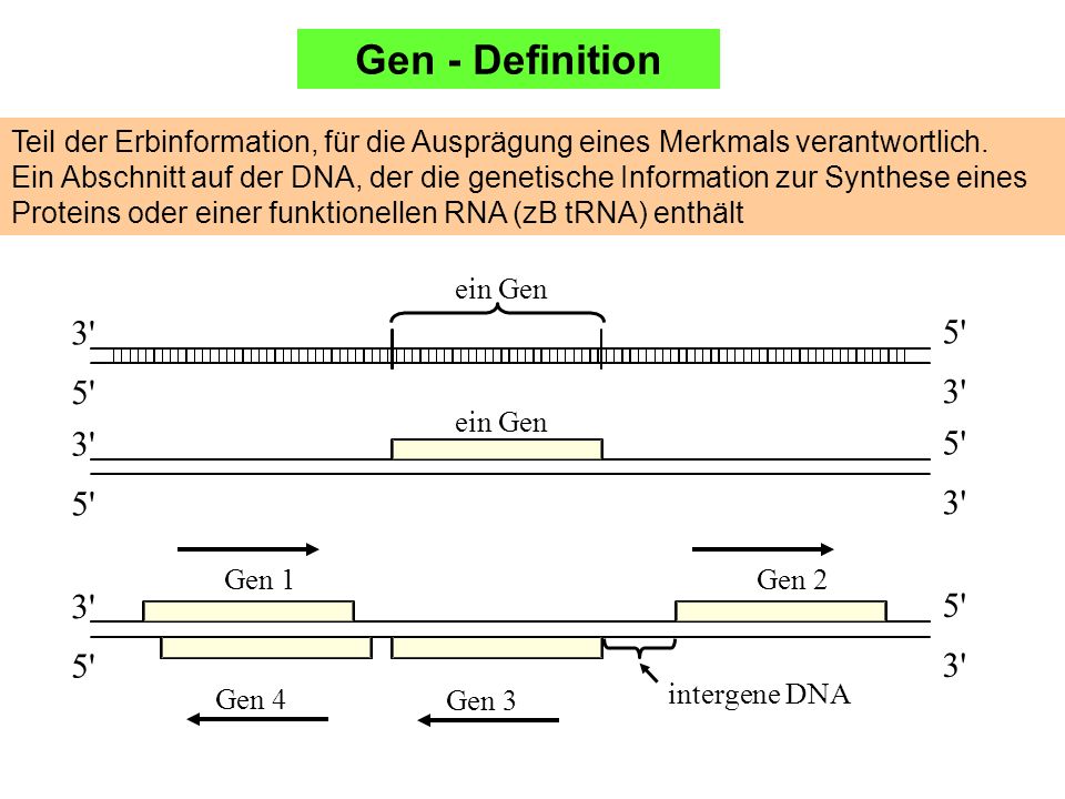 Gen - Definition Teil der Erbinformation, für die Ausprägung eines Merkmals verantwortlich.