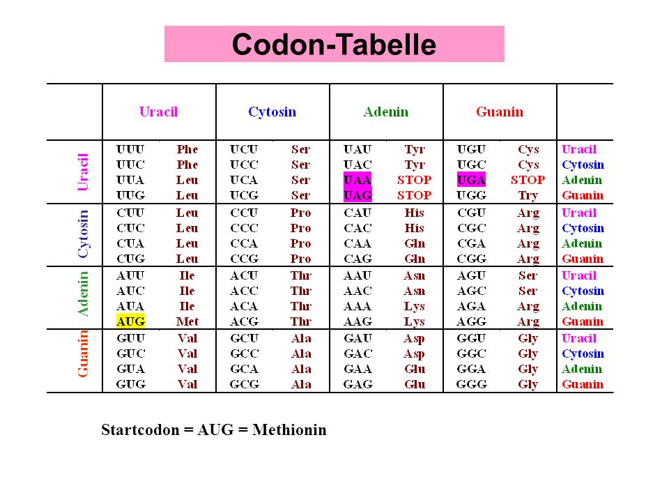 Codon-Tabelle Startcodon = AUG = Methionin Uracil Cytosin Adenin