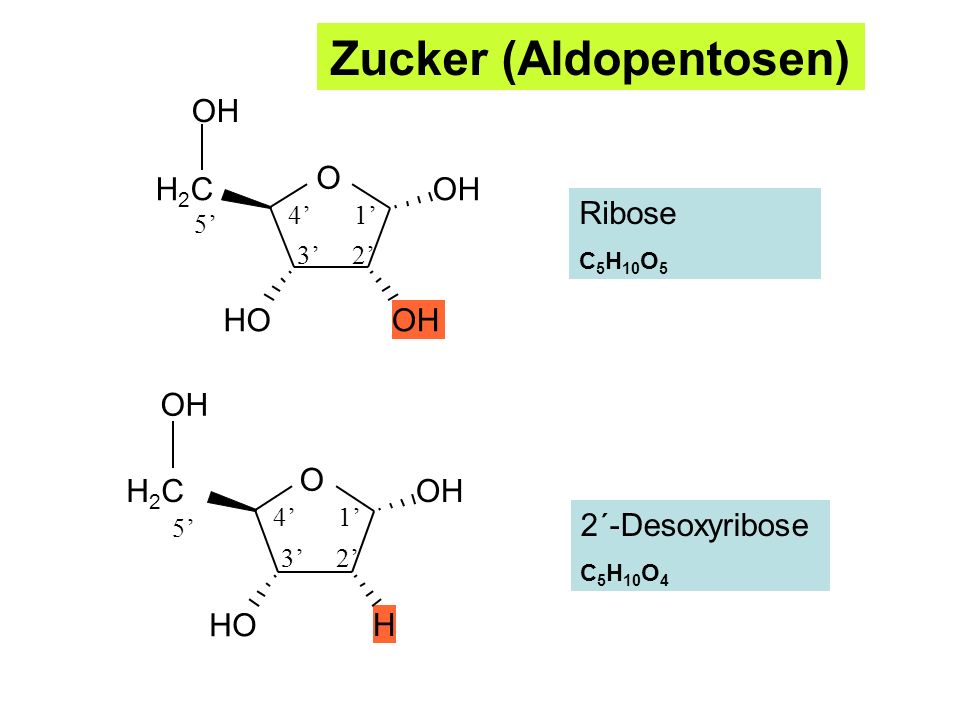 Zucker (Aldopentosen)