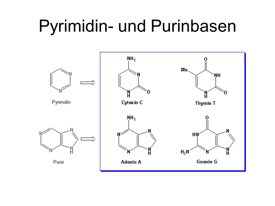Pyrimidin- und Purinbasen
