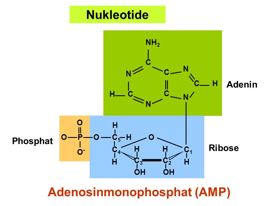 Adenosinmonophosphat (AMP)
