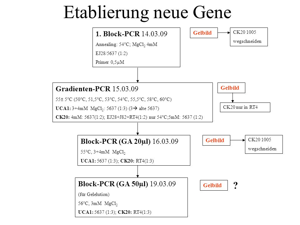 Etablierung neue Gene 1. Block-PCR Gradienten-PCR