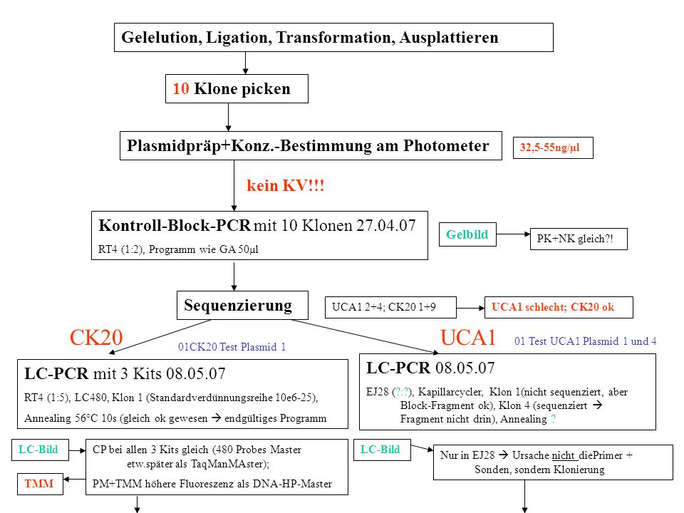 CK20 UCA1 Gelelution, Ligation, Transformation, Ausplattieren