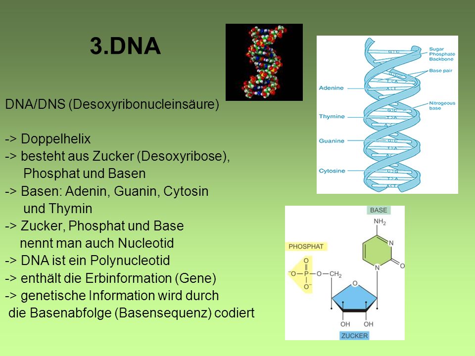 3.DNA DNA/DNS (Desoxyribonucleinsäure) -> Doppelhelix
