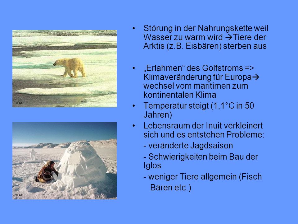 Störung in der Nahrungskette weil Wasser zu warm wird Tiere der Arktis (z.B. Eisbären) sterben aus