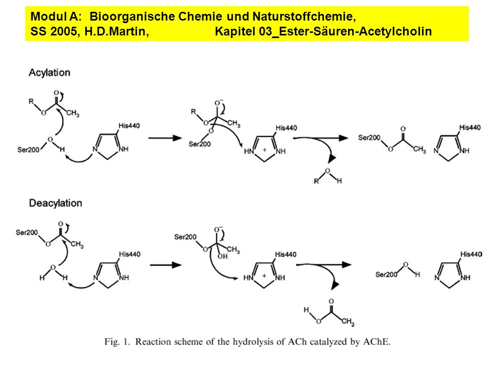 Modul A: Bioorganische Chemie und Naturstoffchemie, SS 2005, H. D