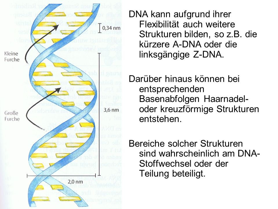 DNA kann aufgrund ihrer Flexibilität auch weitere Strukturen bilden, so z.B. die kürzere A-DNA oder die linksgängige Z-DNA.