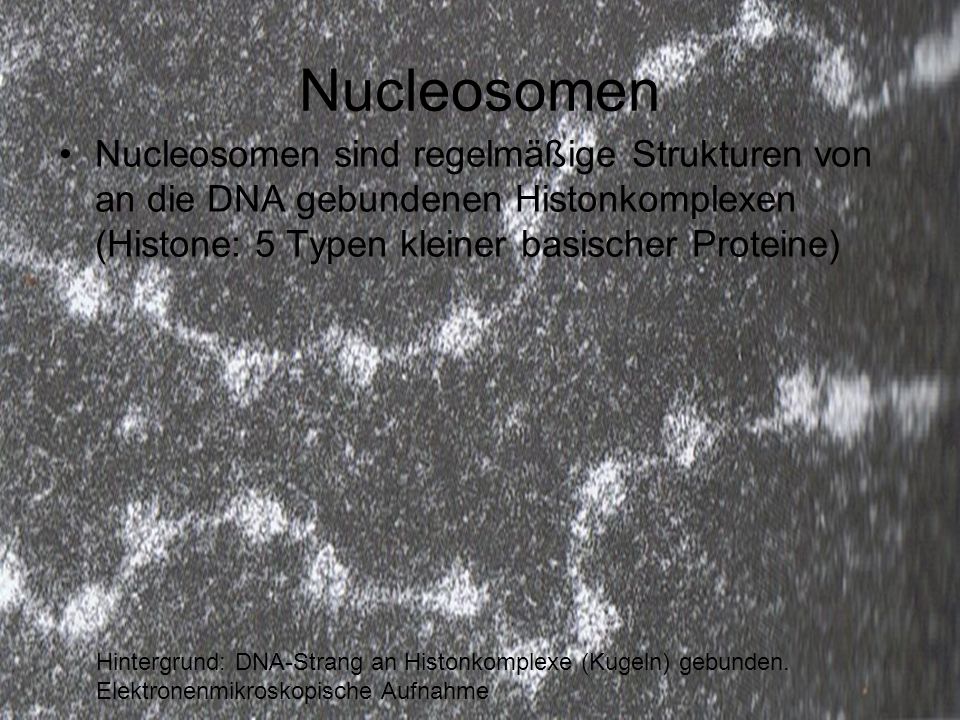 Nucleosomen Nucleosomen sind regelmäßige Strukturen von an die DNA gebundenen Histonkomplexen (Histone: 5 Typen kleiner basischer Proteine)