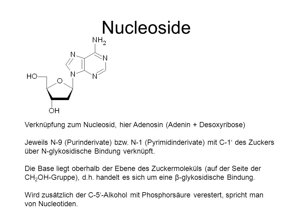 Nucleoside Verknüpfung zum Nucleosid, hier Adenosin (Adenin + Desoxyribose)